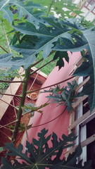 Carica papaya image
