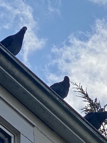 Feral Pigeon photographed in New Jersey