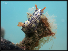 Hypselodoris zephyra