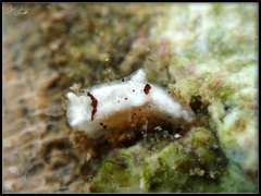 Murphydoris puncticulata