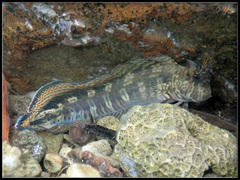 Istiblennius dussumieri