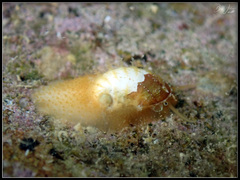 Stomatella planulata