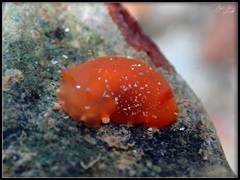 Dendrodoris fumata