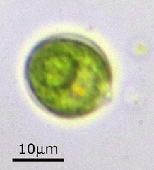 Chlamydomonadales