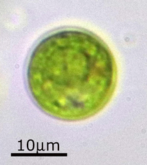 Chlamydomonadales