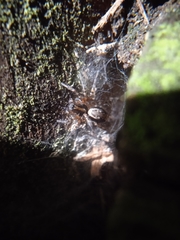 Textrix denticulata