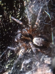 Textrix denticulata
