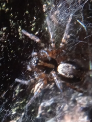 Textrix denticulata
