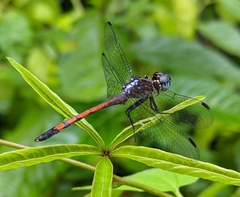 Dasythemis essequiba