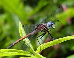 Dasythemis essequiba