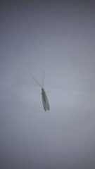 Chrysopidae