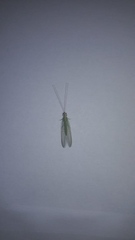 Chrysopidae