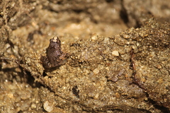Craugastor pygmaeus