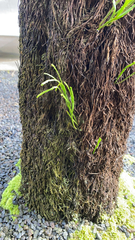 Psilotum complanatum