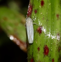 Plesiommata