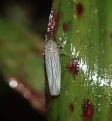 Plesiommata