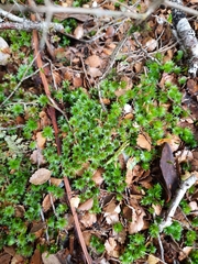 Rosulabryum subtomentosum