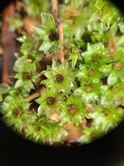 Rosulabryum subtomentosum