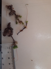 Rosulabryum subtomentosum