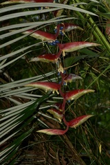 Heliconia chartacea