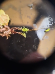 Rosulabryum subtomentosum