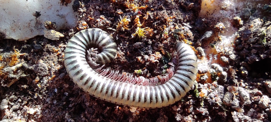 Ommatoiulus dorsovittatus