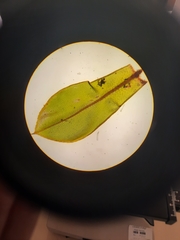 Rosulabryum subtomentosum