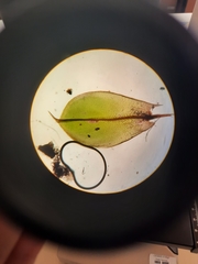 Rosulabryum subtomentosum