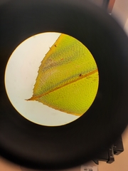 Rosulabryum subtomentosum