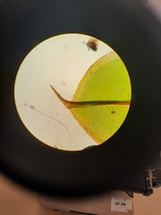 Rosulabryum subtomentosum