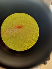 Rosulabryum subtomentosum