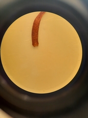 Rosulabryum subtomentosum