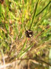 Juncus phaeocephalus