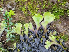 Marchantia plicata