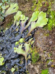 Marchantia plicata