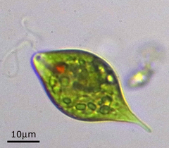 Lepocinclis caudata