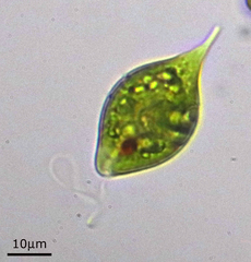 Lepocinclis caudata