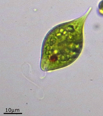 Lepocinclis caudata
