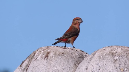 Ponderosa Pine Crossbill