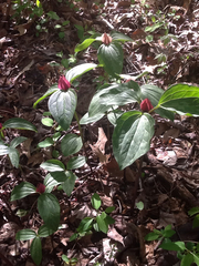 Trillium recurvatum