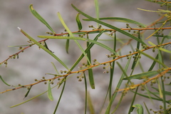 Acacia rostellifera