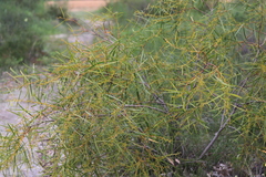 Acacia rostellifera