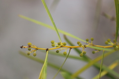 Acacia rostellifera