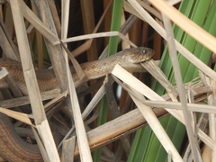 Thamnophis validus