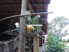 Amazona rhodocorytha
