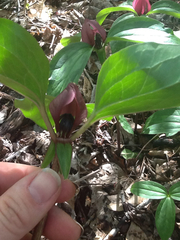 Trillium recurvatum