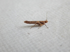 Pyroderces falcatella