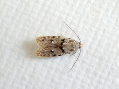 Agriophara velitata