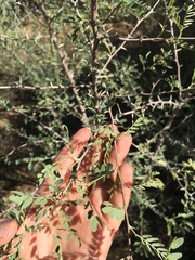 Prosopis pubescens