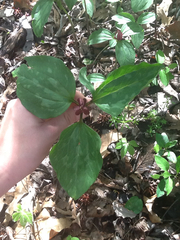 Trillium recurvatum